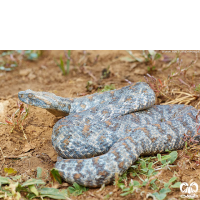 گونه گرزه مار Levantine Viper